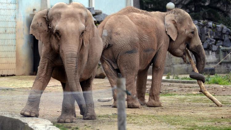 Les éléphantes Baby et Népal au zoo de Lyon, le 6 janvier 2013