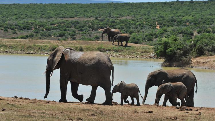 Des éléphants en Afrique du Sud [Issouf Sanogo / AFP/Archives]