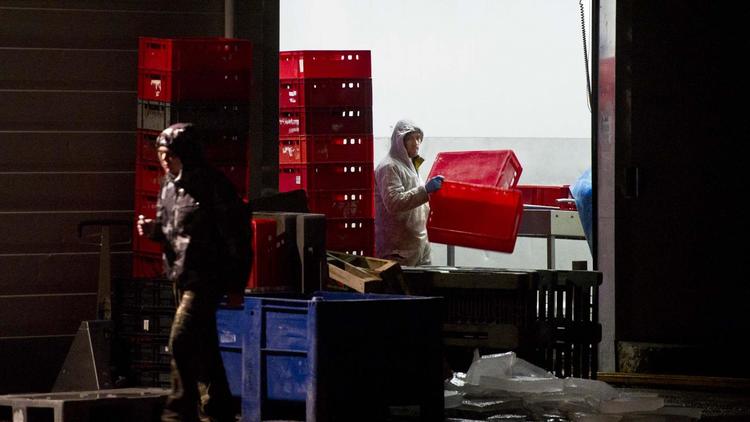 Des employés dans une usine du grossiste néerlandais Selten, en février 2013 à Oss [Koen Verheijden / ANP/AFP/Archives]