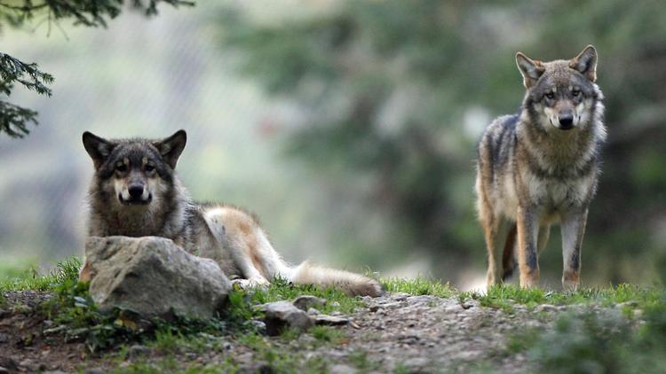 Des tirs de défense du loup, une espèce protégée, ont été autorisés par la préfecture des Hautes-Alpes dans quatre communes après de nouvelles attaques récentes attribuées à l'animal, a annoncé mercredi la préfecture.[AFP]