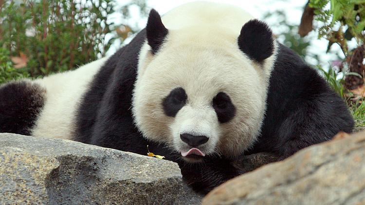 Mei Xiang, la panda géant, le 11 octobre 2006 au zoo de Washington [Karen Bleier / AFP/Archives]