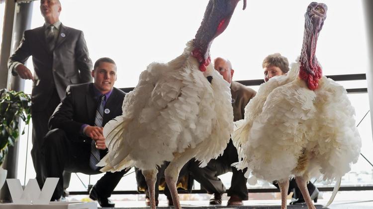 Deux dindes sur le point d'être "graciées" par le président américain Barack Obama dans le cadre des festivités de Thanksgiving, le 20 novembre 2012 à Washington [Mandel Ngan / AFP]