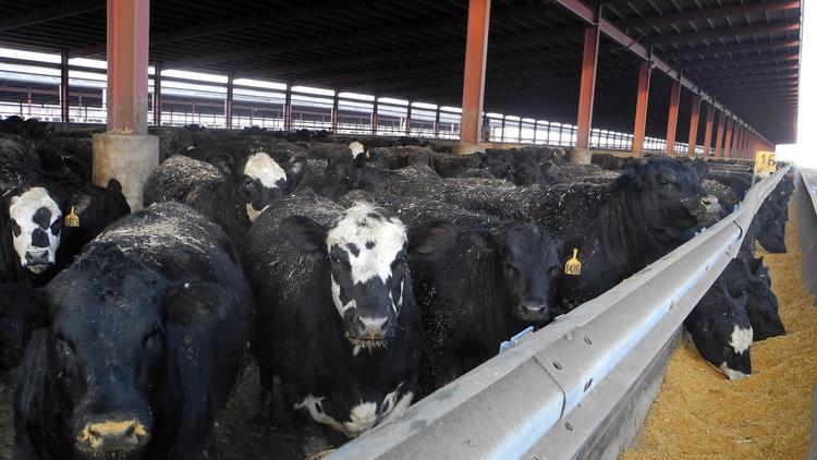 Des vaches dans une ferme de l'Iowa, le 6 mars 2013 [Juliette Michel / AFP]
