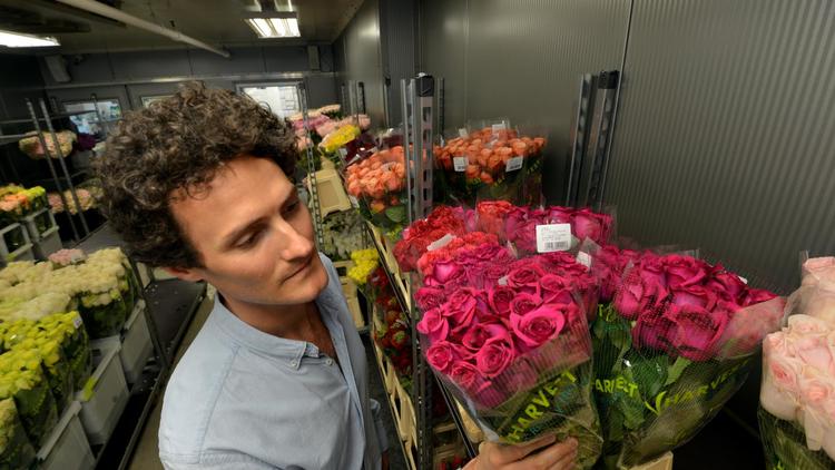 Louis Brunet vérifie les roses chez son fournisseur, le 10 mai 2013 à New York [Stan Honda / AFP]