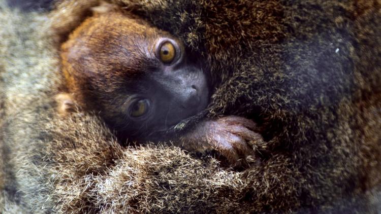 Un bébé lémurien né au Jardin zoologique de Besançon, photographié le 30 mai 2013 [Sebastien Bozon / AFP]