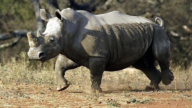 Un rhinocéros à Malelane, en Afrique du Sud, le 30 septembre 2004 [Alexander Joe / AFP/Archives]