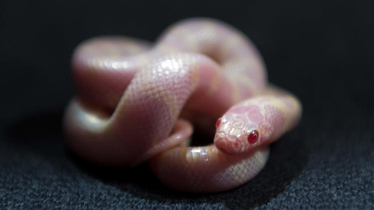 Un serpent roi albinos.