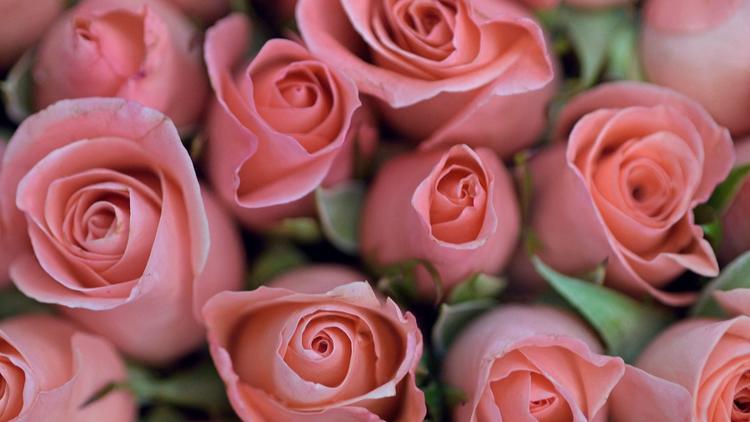 Pourquoi les roses doivent s'offrir en nombre impair ? | CNEWS