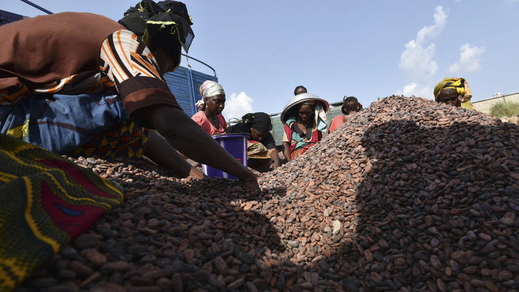 Exploitation de cacao en Côte d'Ivoire 