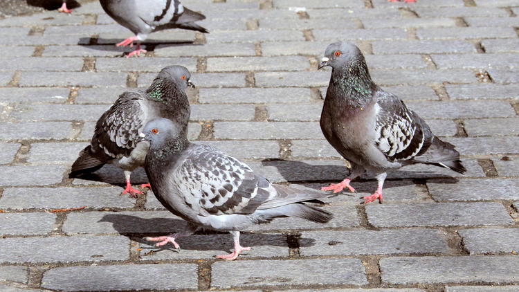 Les pigeons perdent leurs doigts et pattes à cause des cheveux humains jetés par les coiffeurs. 