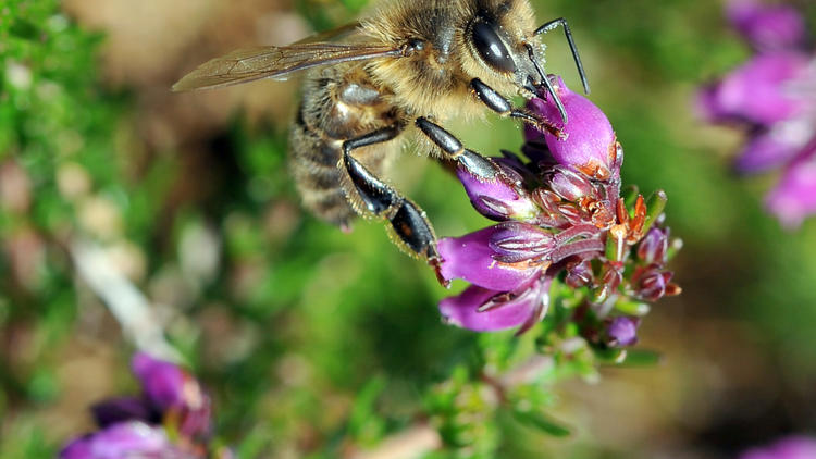Selon les spécialistes, les abeilles ont peur de l'odeur des chevaux