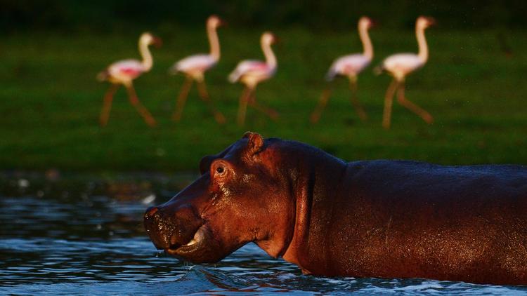 Un jeune hippopotame rebelle se promène dans les jardins et sur les routes. (Photo d'illustration)[AFP]