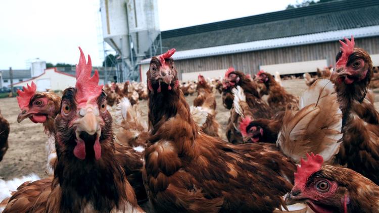 Un exploitant a vendu ses 6.000 poules sur Leboncoin pour leur éviter l'abattoir. 