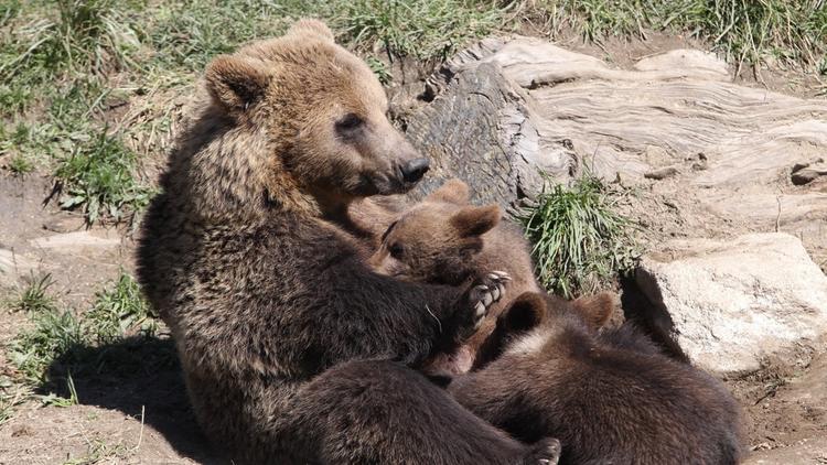 Une femelle ours brun allaite des oursons le 18 juin 2015 dans le parc animalier semi-faune des Angles, dans le sud-ouest de la France. 
