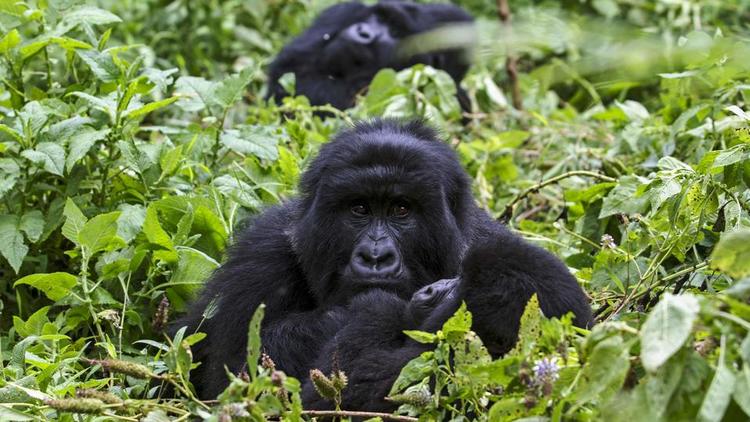 Les quatre gorilles morts font partie d'une espèce rare. Il ne reste plus que quelque 1.000 de ces grands singes dans la nature aujourd'hui. 