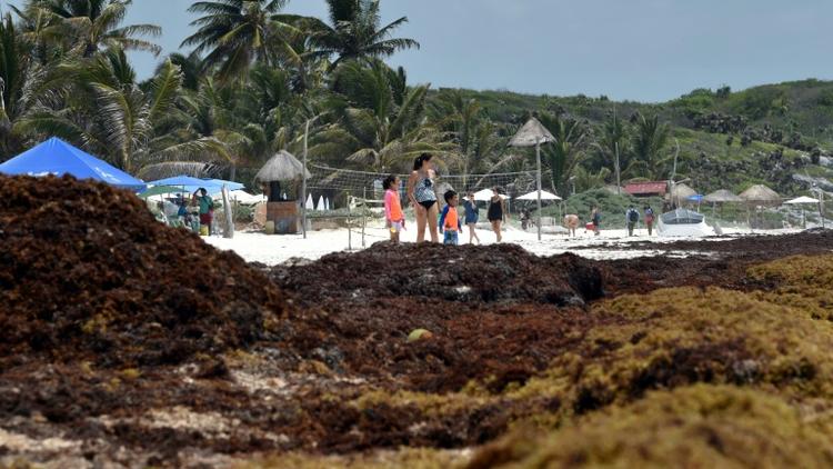 La plage de Tulum envahie par les sargasses, le 16 mai 2019 au Mexique [RODRIGO ARANGUA / AFP]