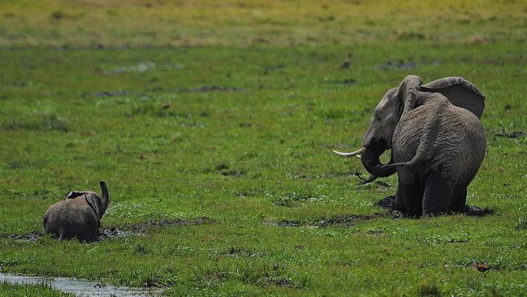 Un éléphanteau et sa mère dans le parc national d'Amboseli au Kenya, le 8 octobre 2013 [Tony Karumba / AFP/Archives]
