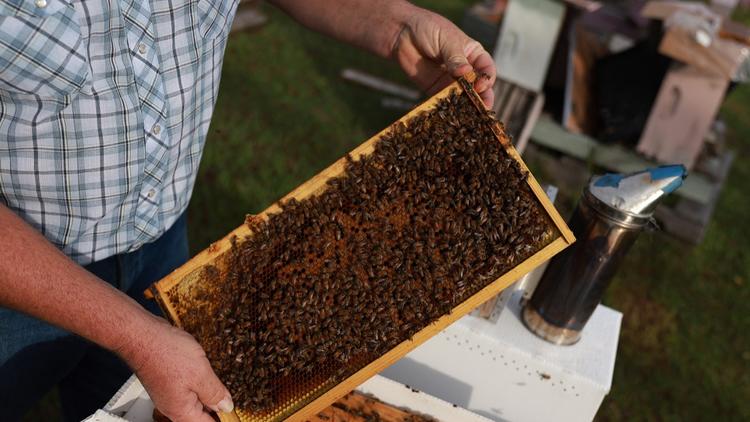 De nombreux apiculteurs y voient l’écho du passé nazi de la région.