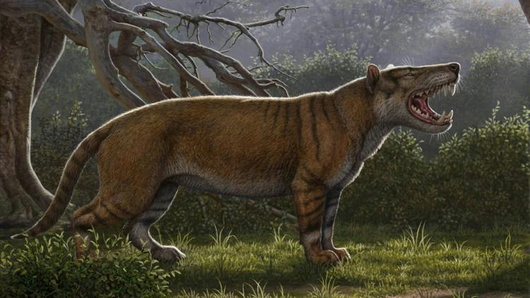 Image fournie par l'Université d'Ohio le 18 avril 2019 d'un "Simbakubwa kutokaafrika", l'un des plus grands mammifères carnivores terrestres [Mauricio ANTON, Mauricio ANTON / ohio university/AFP]