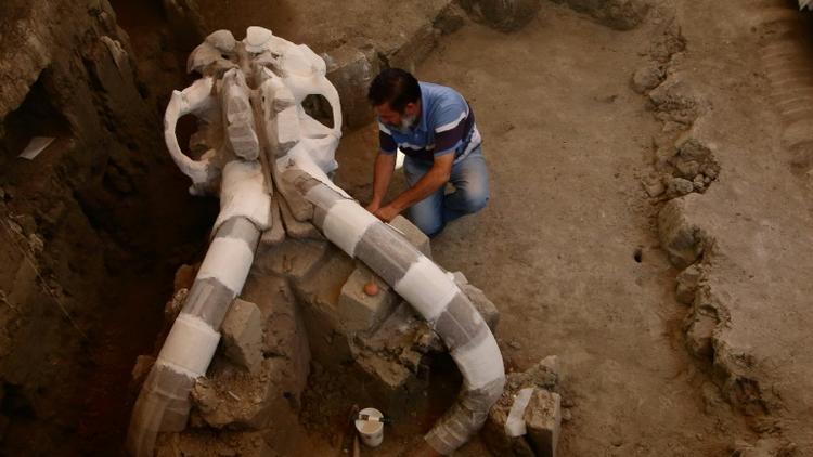 L'archéologue mexicain, Luis Cordoba, travaille sur le crâne gigantesque d'un mammouth à Tultepec, le 24 juin 2016  [HECTOR GUERRERO / AFP]