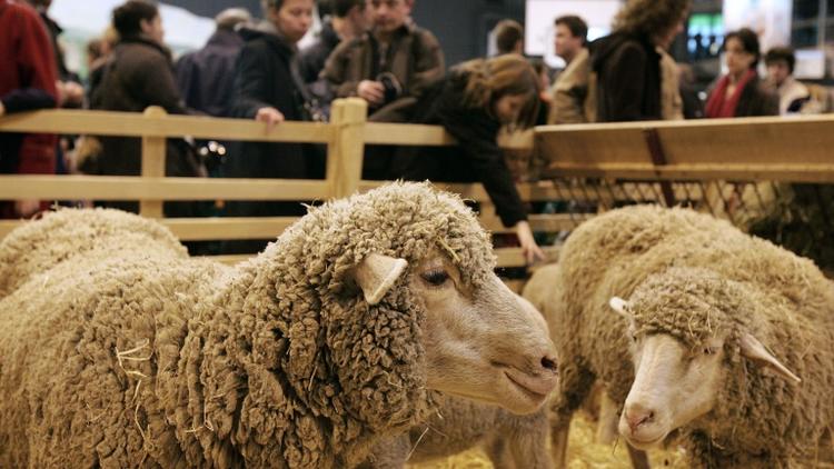 Des moutons mérinos exposés le 26 février 2006 au Salon de l'agriculture de Paris [Olivier Laban-Mattei / AFP/Archives]