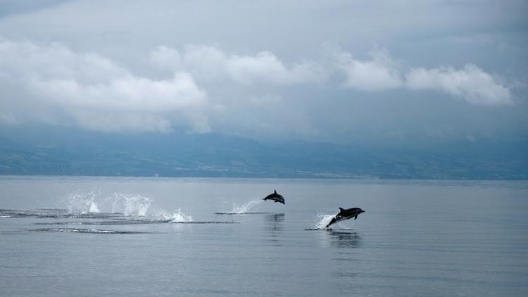 Des dauphins dans l'océan Atlantique au large des Açores le 2 juin 2015 [PATRICIA DE MELO MOREIRA / AFP/Archives]