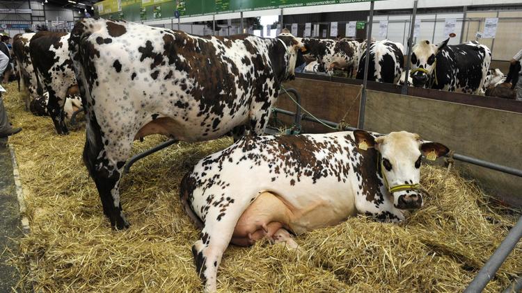 Des vaches présentées lors du 25e salon international des productions animales à Rennes, le 13 septembre 2011 [Damien Meyer / AFP/Archives]