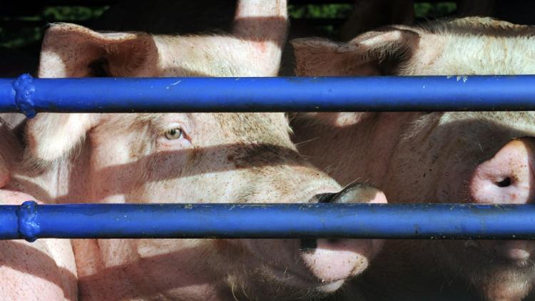 Des cochons destinés à l'abattoir, photo du 22 octobre 2013 [FRED TANNEAU / AFP/Archives]