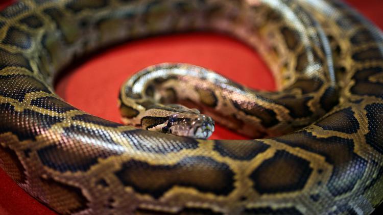 Un python [Mohd Rasfan / AFP/Archives]