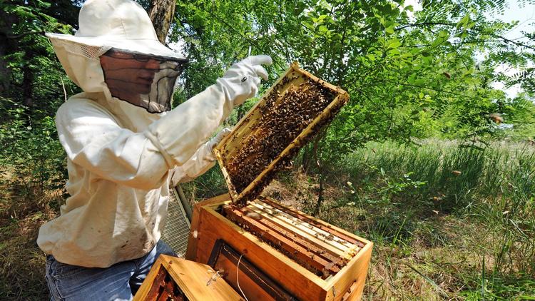 Un apiculteur de Colomiers dans le sud-ouest de la France, le 1er juin 2012 [Remy Gabalda / AFP/Archives]