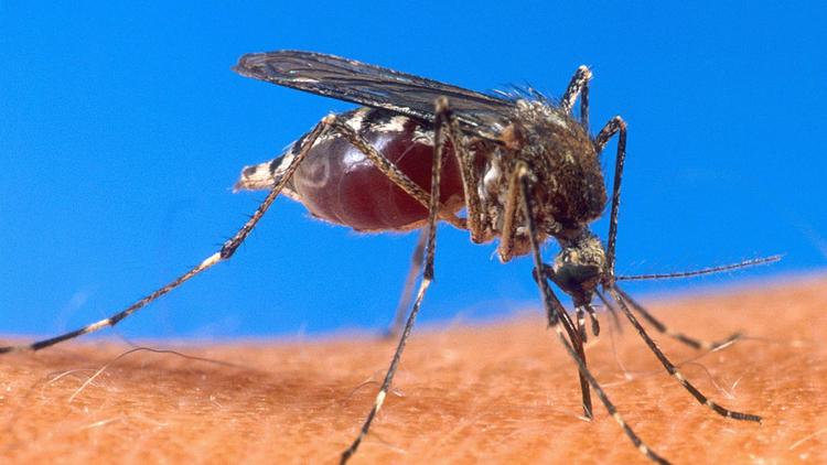 Un moustique gonflé de sang [ / USDA/AFP/Archives]