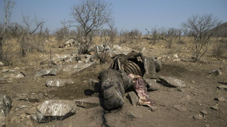 La carcasse d'un rhinocéros blanc abattu par des braconniers pour récupérer ses cornes, dans le parc national Kruger, en Afrique du Sud, le 21 août 2018.  [WIKUS DE WET / AFP/Archives]