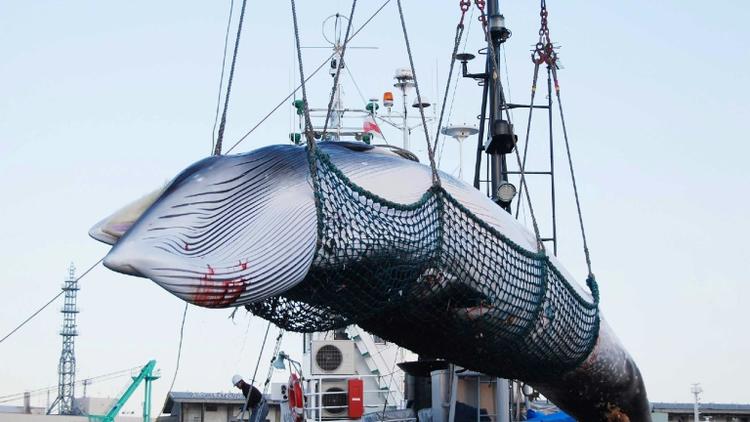 Une baleine est chargée par une grue dans le port de Kushiro, le 4 septembre 2017. [JIJI PRESS / JIJI PRESS/AFP/Archives]