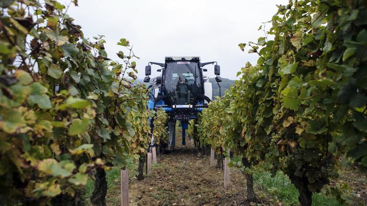 La filière viticole s'attend à une récolte française de vin en hausse en 2014 par rapport à l'an dernier à 45,4 millions d'hectolitres, dans la moyenne quinquennale [Sébastien Bozon / AFP/Archives]