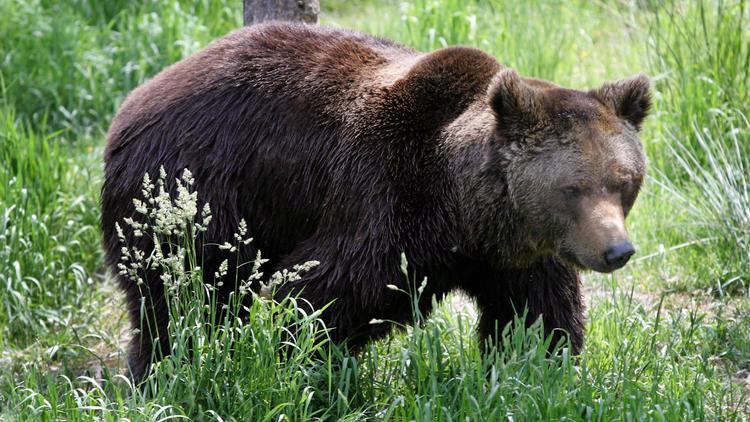 Un ours se déplace dans le parc animalier des Angles, en 2006 dans les Pyrénées-Orientales  [Georges Gobet / AFP/Archives]