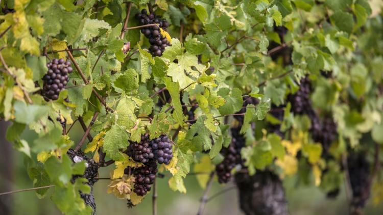 La filière viticole française face au défi de la baisse des pesticides [PATRICK HERTZOG / AFP/Archives]