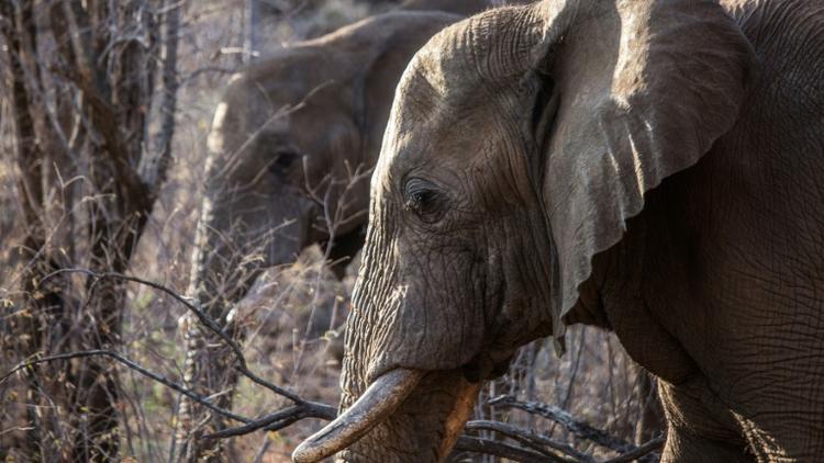 A cause du braconnage, le nombre d'éléphants d'Afrique a diminué de 111.000 individus depuis 2006, pour plafonner à 415.000, selon les dernières données [GIANLUIGI GUERCIA / AFP/Archives]
