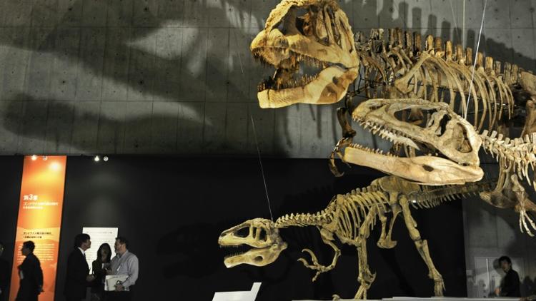 Squelette d'un mégaraptor (g), et d'un mapusaurus (c et d) lors d'une exposition au musée des Sciences de Tokyo, le 13 mars 2009  [Kazuhiro Nogi / AFP/Archives]