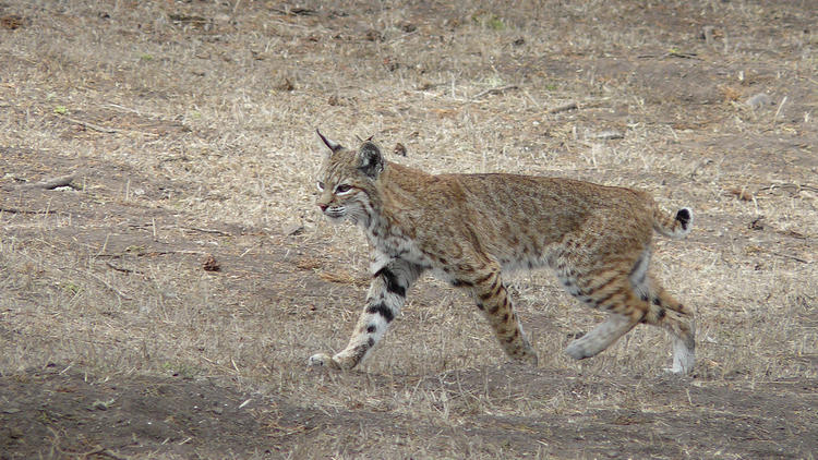 Le lynx ressemble beaucoup au chat, mais possède une queue bien plus petite.
