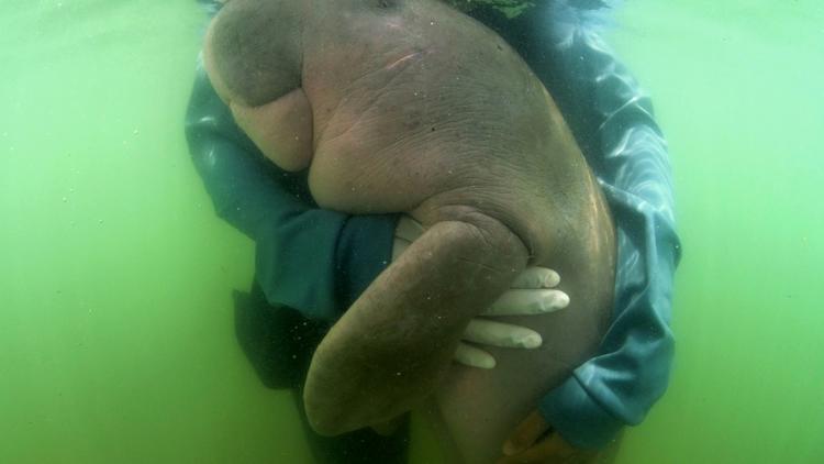 Mariam, un bébé dugong soigné par des vétérinaires du Centre de biologie marine de Phuket, le 24 mai 2019 sur l'île de Libong (Thaïlande) [Sirachai ARUNRUGSTICHAI / AFP]