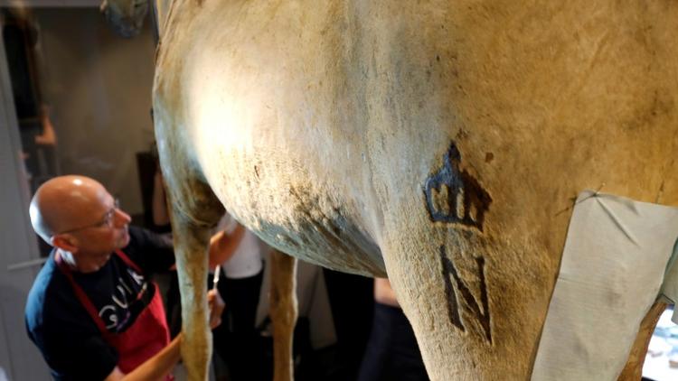 Un taxidermiste travaille à la restauration de  "Vizir", dernier cheval de Napoléon, le 27 juin 2016 au musée de l'Armée à Paris [FRANCOIS GUILLOT / AFP]