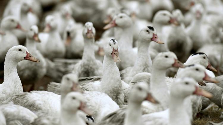 Des canards confinés dans une exploitation de Bourriot-Bergonce, dans les Landes, le 22 février 2017 [GEORGES GOBET / AFP/Archives]