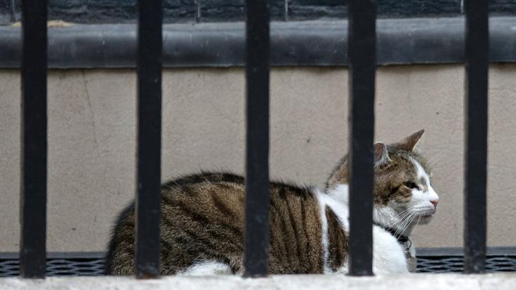 Larry, le chat du 10 Downing Street à Londres, attend les caresses de Theresa May, le 12 juillet 2016 [OLI SCARFF / AFP]