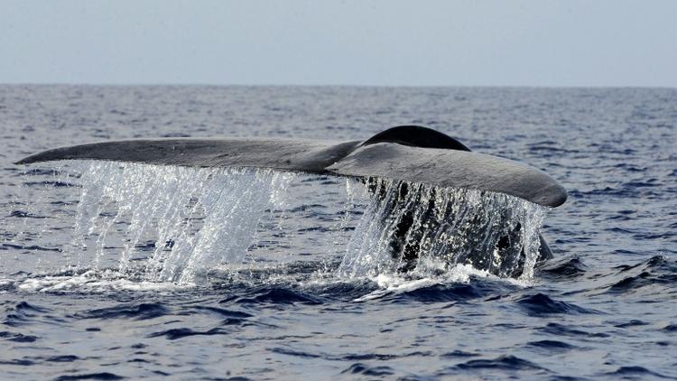 Une baleine bleue au large des côtes sri lankaises, le 26 mars 2009 [Ishara S. KODIKARA / AFP/Archives]