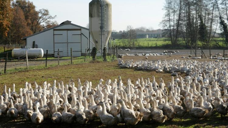 Un élevage de canards , le 10 décembre 2015, dans une ferme de Benesse-Maremne (Landes). [IROZ GAIZKA / AFP/Archives]