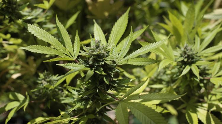 Des plants de cannabis [Desiree Martin / AFP/Archives]