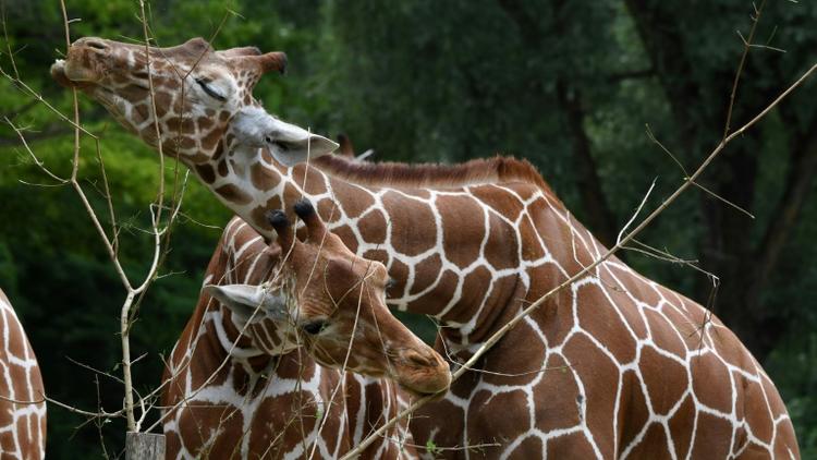 Des girafes au zoo Hellabrunn de Munich, le 12 juillet 2019 en Allemagne [Christof STACHE / AFP]