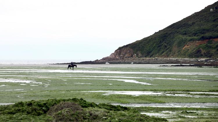 Un homme et son cheval sur la plage de Saint-Michel-en-Grève, en partie recouverte d'algues vertes le 30 mai 2011 [Cyril Folliot / AFP/Archives]