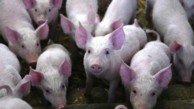 L'OMS a exhorté les éleveurs à ne plus du tout utiliser d'antibiotiques sur les animaux sains, afin de prévenir la propagation de la résistance à ces médicaments [DAMIEN MEYER / AFP/Archives]