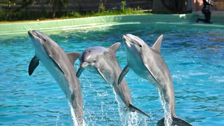 Des dauphins lors d'un spectacle au zoo de Port-Saint-Père, le 14 octobre 2017 [LOIC VENANCE / AFP/Archives]